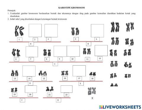 Kariotipe Kromosom