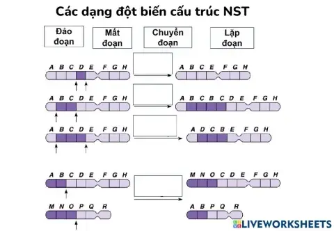 Đột biến cấu trúc NST