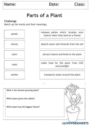 Parts of the Plant matching Activity