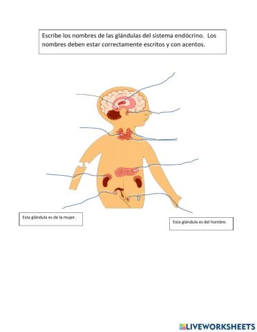 Glándulas del Sistema Endócrino