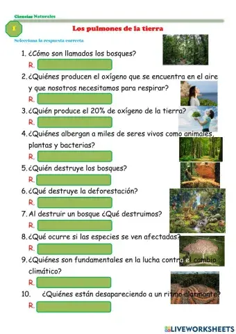 Los pulmones de la Tierra