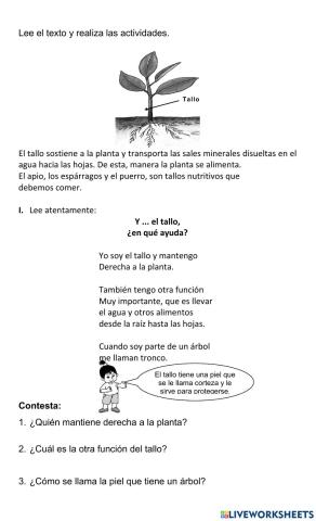 La raíz de la planta