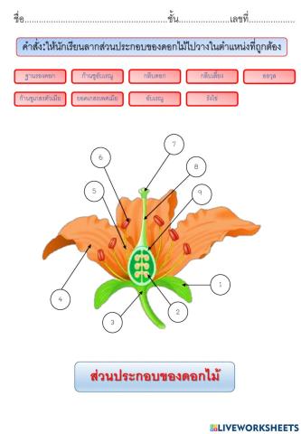 ส่วนประกอบของดอกไม้