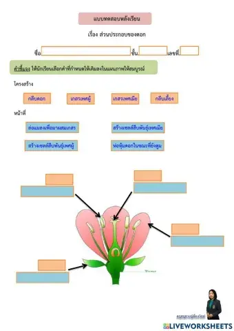 แบบทดสอบหลังเรียน ส่วนประกอบดอก
