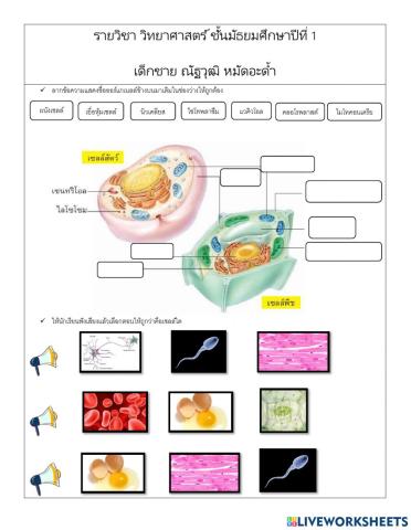 ม.1 แบบฝึกหัดลิมลิม