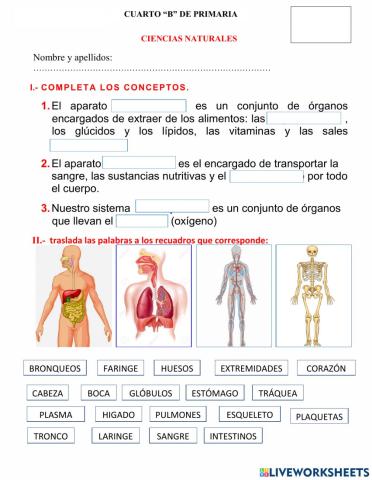 Órganos del cuerpo