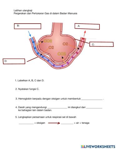 Pertukaran Gas Dalam Manusia