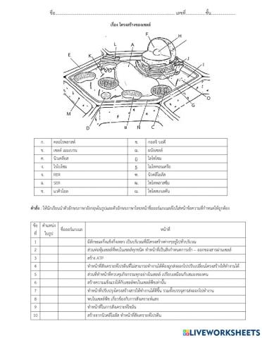 Quiz เรื่อง ออร์แกเนลเซลล์