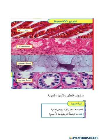 مستويات التنظيم لجسم المخلوق الحي
