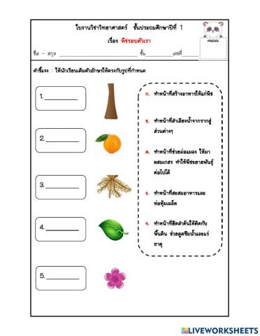 ป.1 หน้าที่ของส่วนต่างๆของพืช