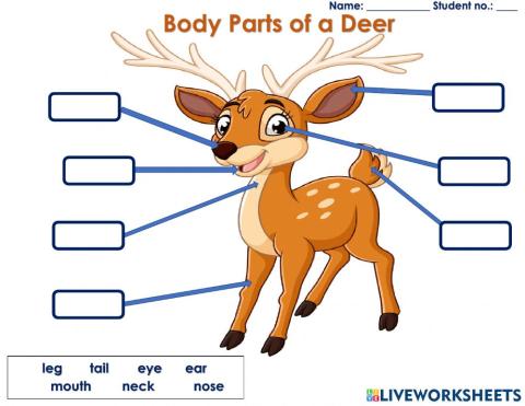 Body Parts of a Deer
