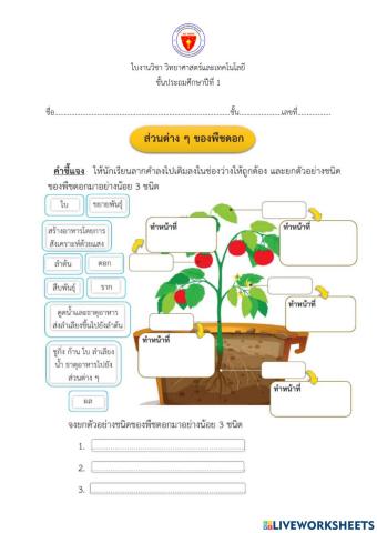 วิทยาศาสตร์ป.1 เรื่องพืช