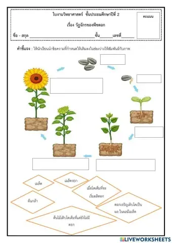 วัฏจักรของพืชดอก