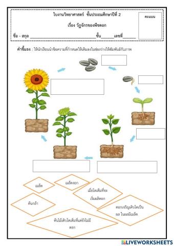 วัฏจักรของพืชดอก