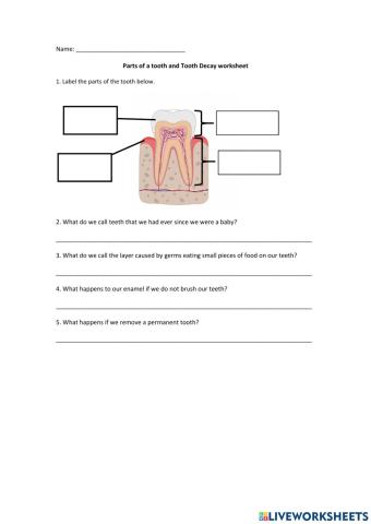 Parts of a tooth and tooth decay worksheet