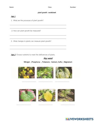 Plant growth  worksheet