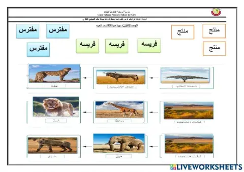 فريسه ومفترس