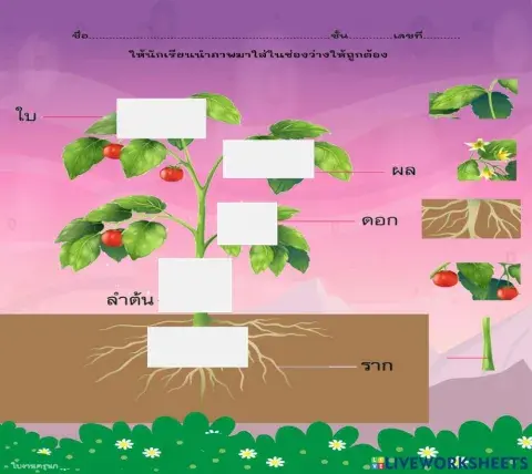 ส่วนประกอบของพืช