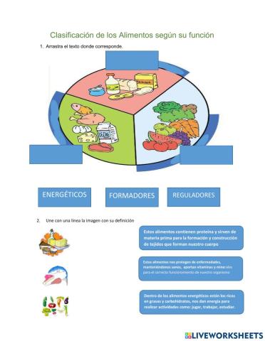 Clasificación de los alimentos según su fución