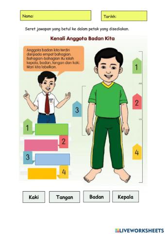 Anggota Badan