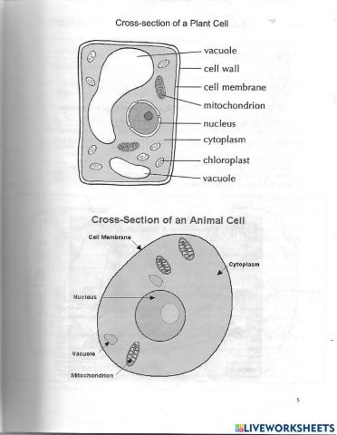 Cells 2