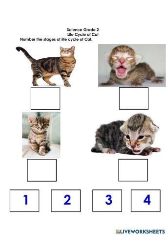 Grade 2 life cycle of cat  activity