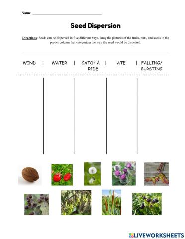 Seed Dispersion