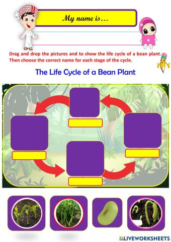 Bean Plant Life Cycle