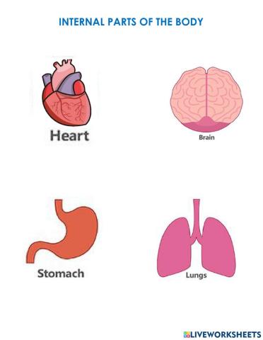 Inner organs 2