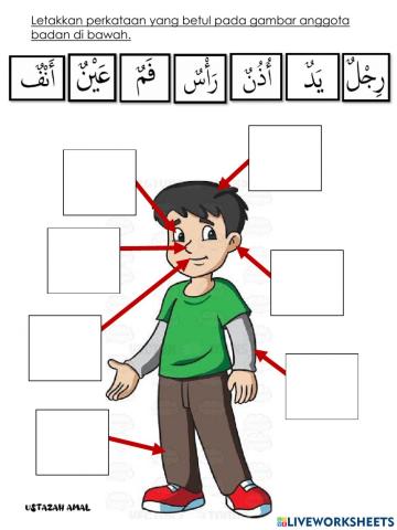 أعضاء الجسم anggota badan