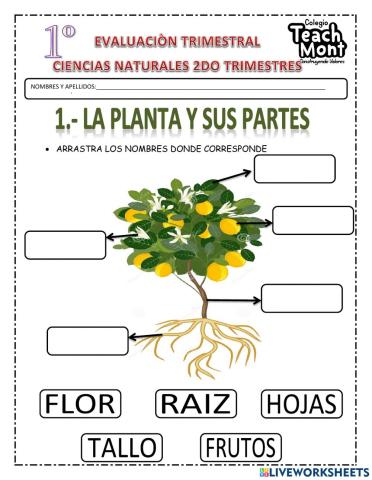La planta y animales