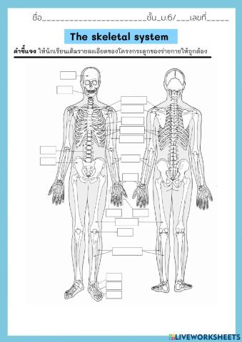 19.1 The skeletal system