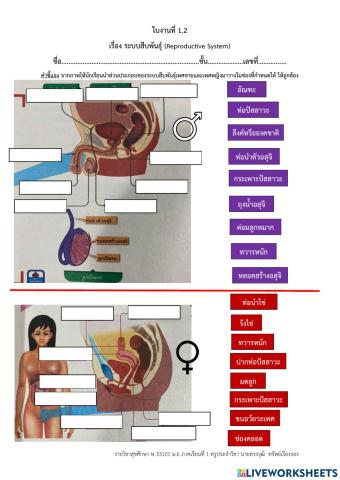 ใบงานที่ 1.2 ระบบสืบพันธุ์