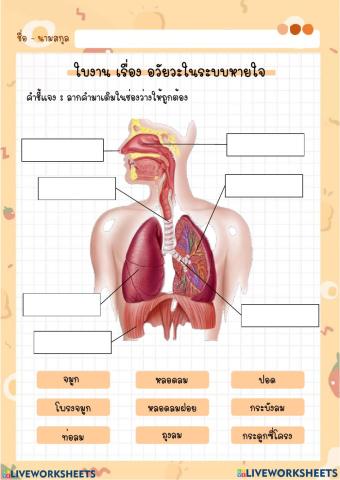 ใบงาน ระบบหายใจ ป6