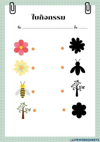 ใบกิจกรรมเงา