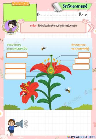 การสืบพันธุ์แบบอาศัยเพศของพืชดอก byครูทราย