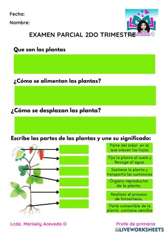 Función y nutrición de las plantas