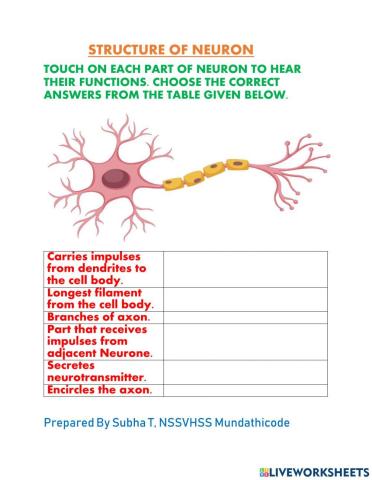 Neuron Structure & Function