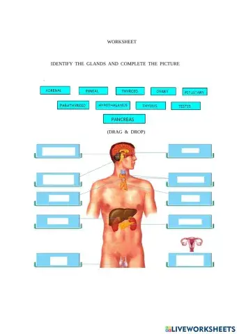 Endocrine glands