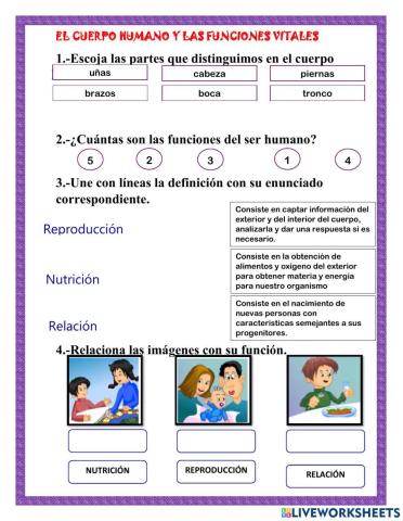 El cuerpo humano y las funciones vitales