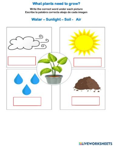 Plants needs