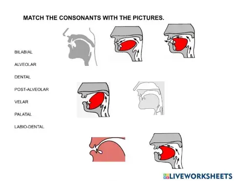 Consonants - places of articulation