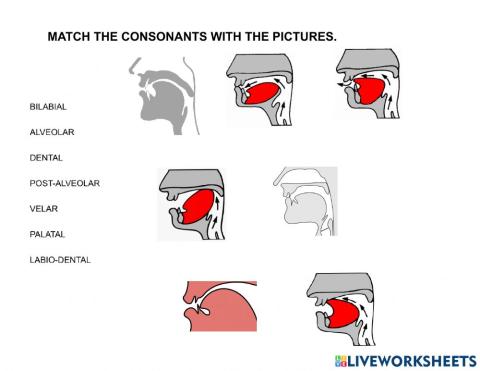 Consonants - places of articulation