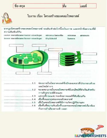 โครงสร้างของคลอโรพลาสต์3