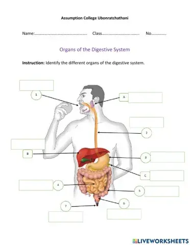 Organs of the Digestive System
