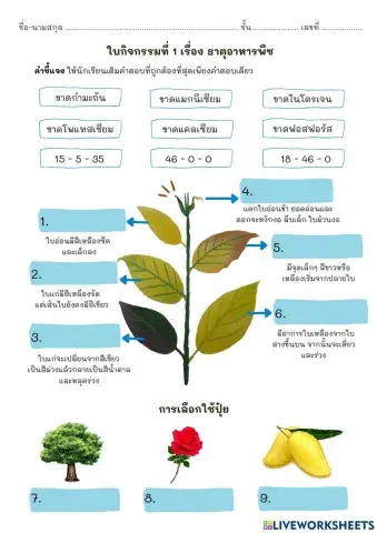 ใบกิจกรรมที่ 1 ธาตุอาหารพืช