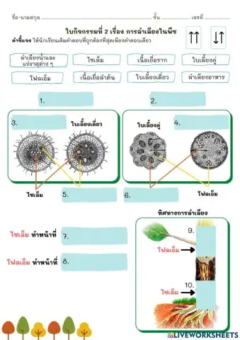 ใบกิจกรรมที่ 2 การลำเลียงในพืช