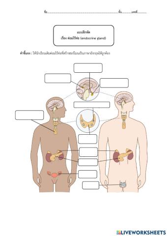 แบบฝึกหัด เรื่อง ระบบต่อมไร้ท่อ (endocrine gland) ม.5-5