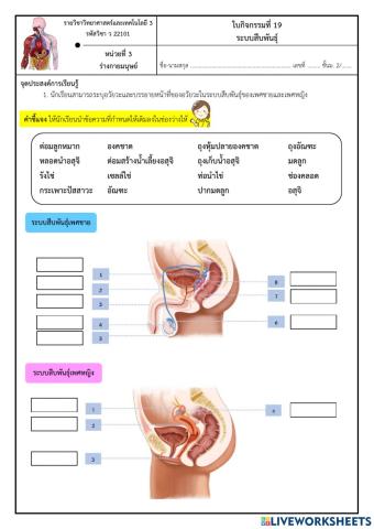 ใบงานที่ 19 ระบบสืบพันธ์