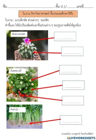 ส่วนต่างๆ ของพืช วิทย์ ป.1